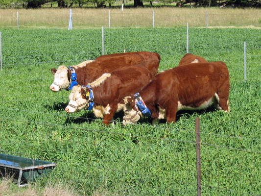 CSIRO_ScienceImage_10833_Cattle_wearing_virtual_fencing_collars