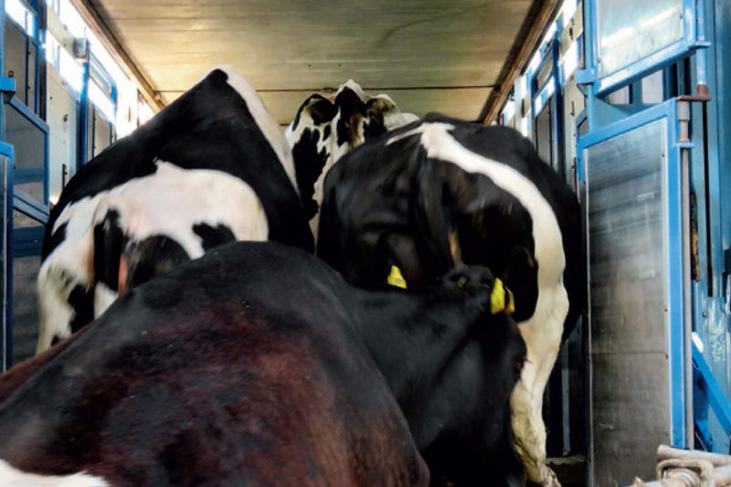 Hoe Oud Kan Een Koe Worden