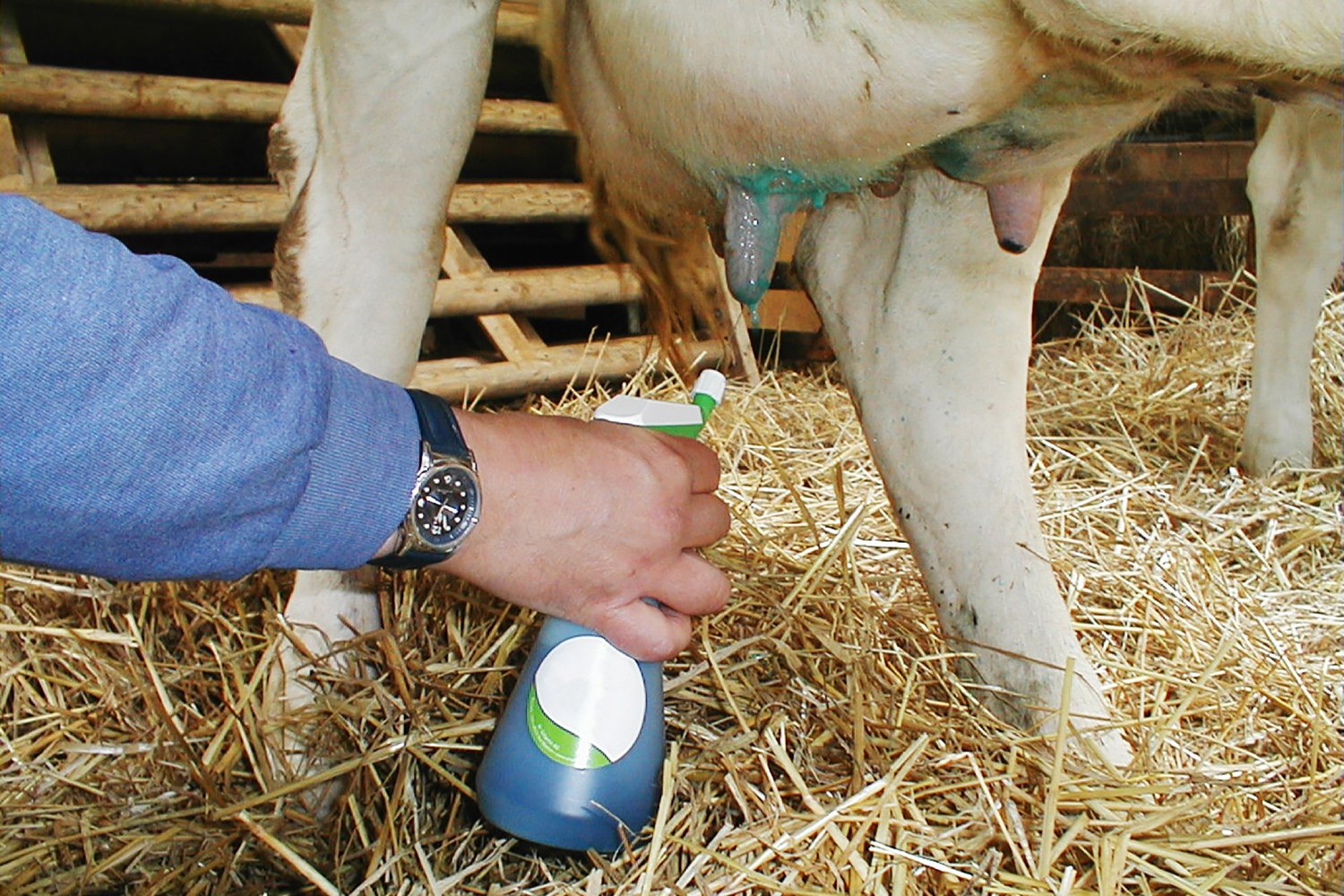 Bloed in de melk: wat moet ik doen? – Elite